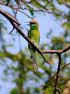 Green Bee Eater