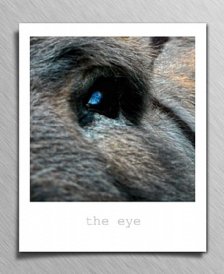 the eye