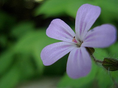 Tenderness - Njeznost...