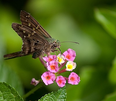 Snip Butterfly