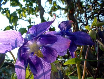 Columbine