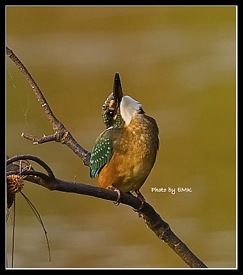 B49 (Common Kingfisher)