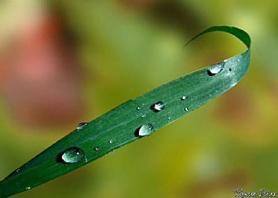 My Rain !!!