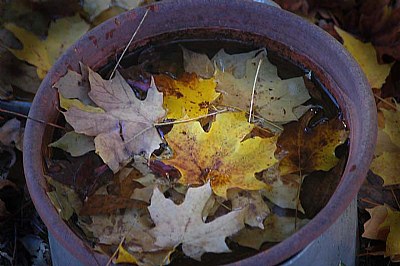 Leaf Pot