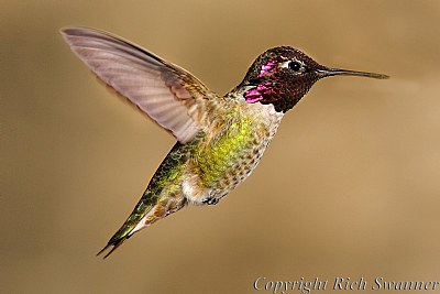 "Lil' Red The Hummingbird"