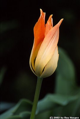 '02 Tulip #1