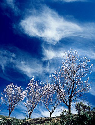 Almonds and Clouds