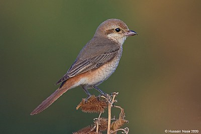 Isabelline Shrike #3