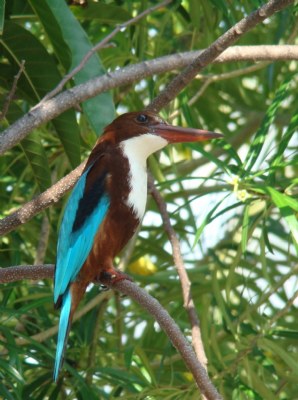 Kingfisher