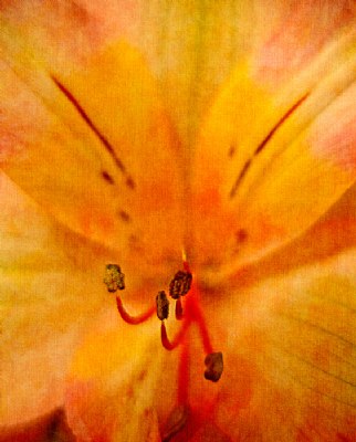 Alstroemeria