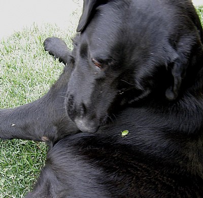 Bug Dog