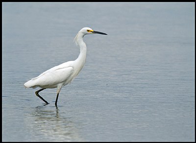 SNOWY EGRET