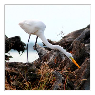 Great Egret