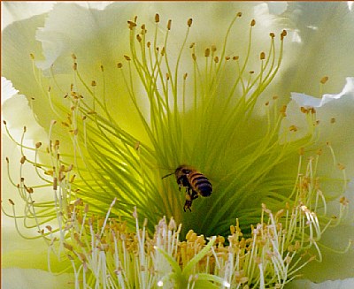 Cactus Flower with Bee