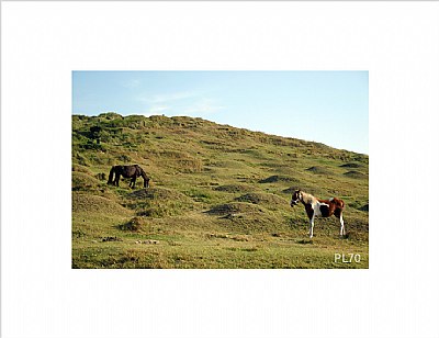 Jeju island...horses