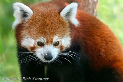 Red Panda