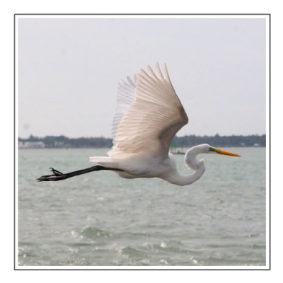 Great Egret in Flight