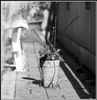 Orchid plant between light and shadow