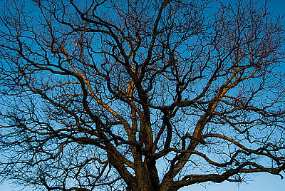 Old Oak