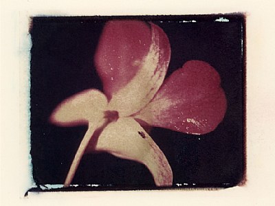 Orchid and the Ant