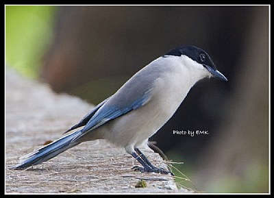 B57 (Azure-winged Magpie)