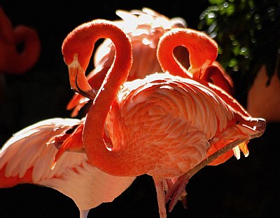 Bright Flamingo
