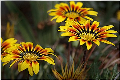 Gazania