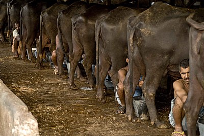 milking time