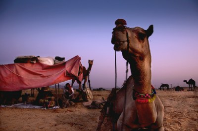 Camel Traders