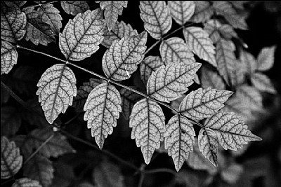 leaf