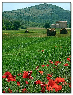 Bucolic landscape