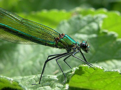 Banded Demoiselle