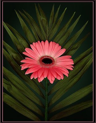 Gerbera...(+palm)