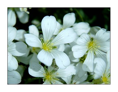 hawthorn blossom