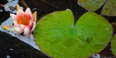 Last Water Lily