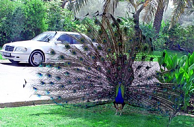 Peacock & Mercedes