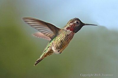 "Lil' Red The Hummingbird"
