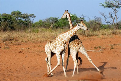 Giraffe waltz