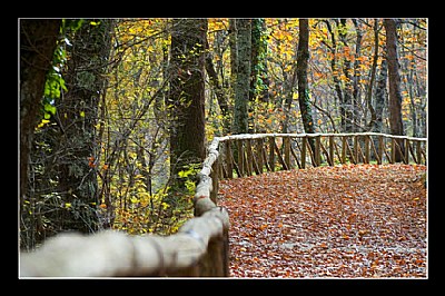 Autumn walk