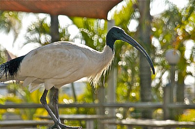 Ibis 