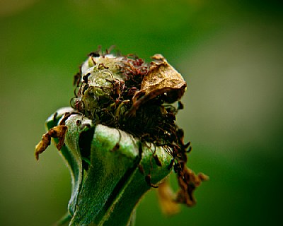 Dead flower 