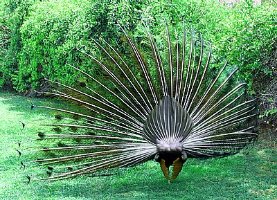 Peacock Back Look