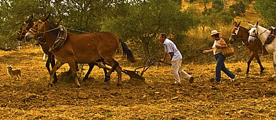 Ploughing and Sowing
