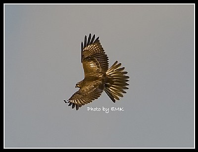 B63 (Common Buzzard)