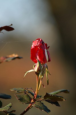 rose and spider thread