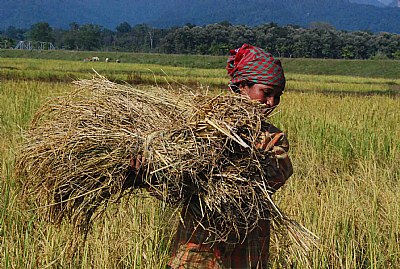 Farming