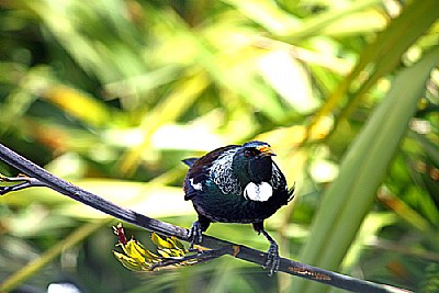 Another Tui