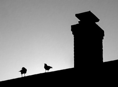 Crows on a Roof 1
