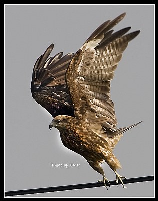 B65 (Black Kite)