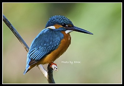 B67 (Common Kingfisher)
